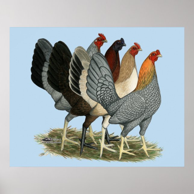 Póster Cuatro gallinas gamefowl (Frente)