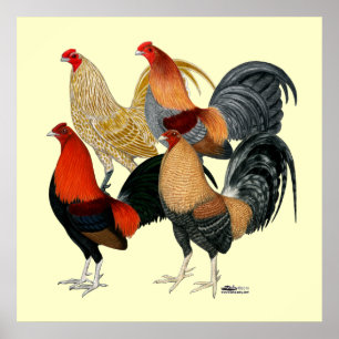 Póster Cuatro gallos de pelea