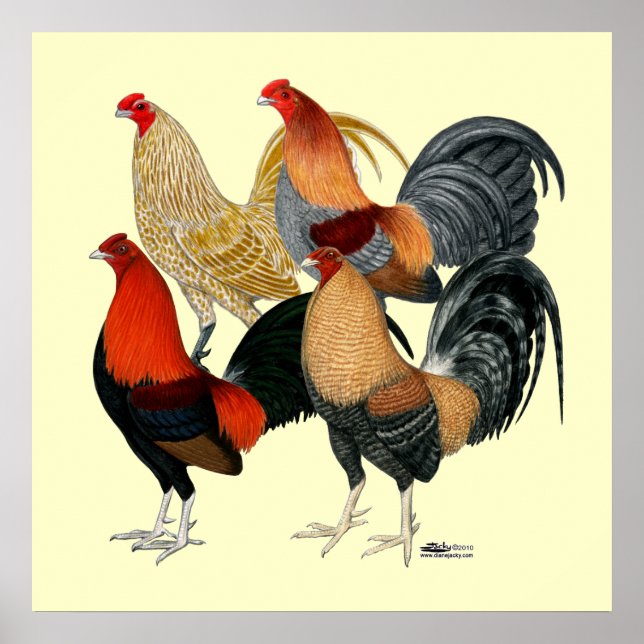 Póster Cuatro gallos de pelea (Frente)