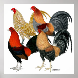 Póster Cuatro Gamecocks