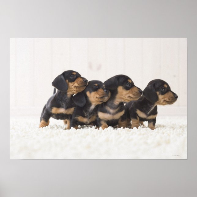 Póster Cuatro Mini Dachshund (Frente)
