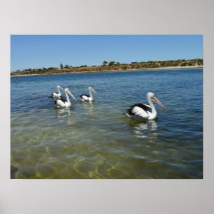 Póster Cuatro Pelícanos Nadando En El Mar, Poster De Pare