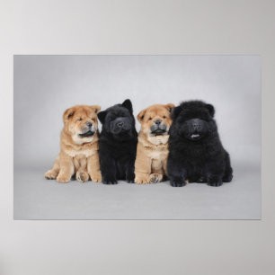Póster Cuatro pequeños perritos del perro chino de perro