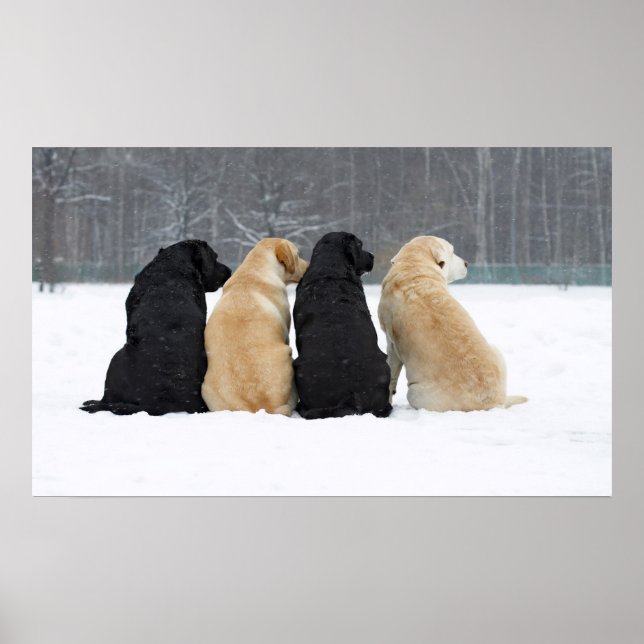 Póster Cuatro Perros De Labrador En Nieve (Frente)