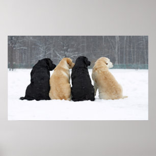 Póster Cuatro Perros Labradores En Nieve