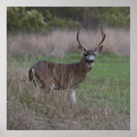 Cuatro punteros de Big Buck