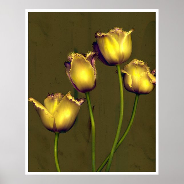 Póster Cuatro tulipanes (Frente)