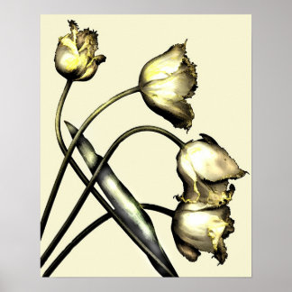 Póster Cuatro tulipanes No 2