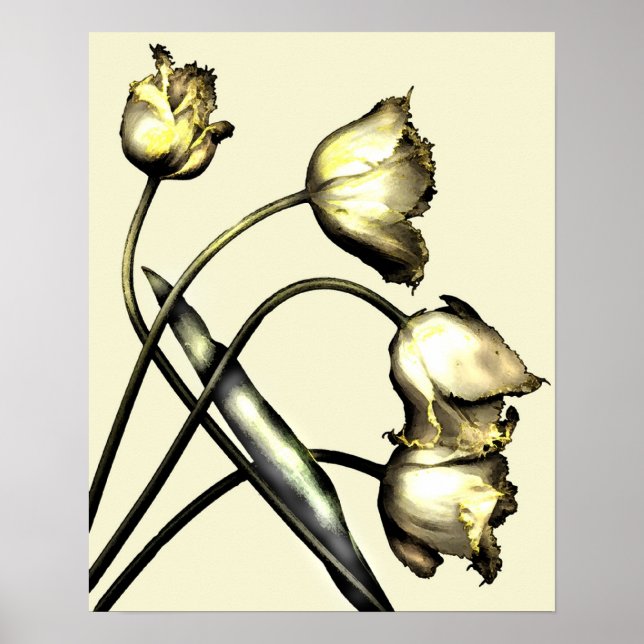 Póster Cuatro tulipanes No 2 (Frente)