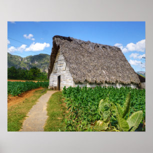 Póster Cuban Tobacco Farm and Drying House