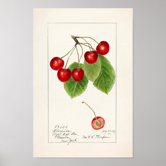 Póster Cubierta acuática de frutas (Prunus Avium) (Frente)