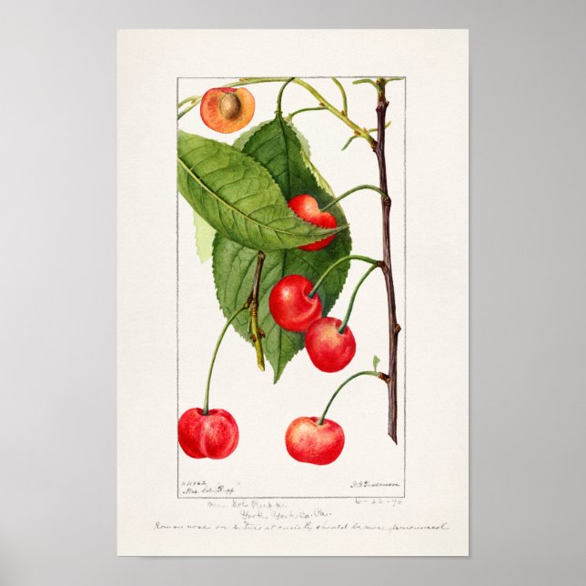 Póster Cubierta acuática de frutas (Prunus Avium) (Frente)