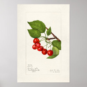 Póster Cubierta acuática de frutas (Prunus Avium)