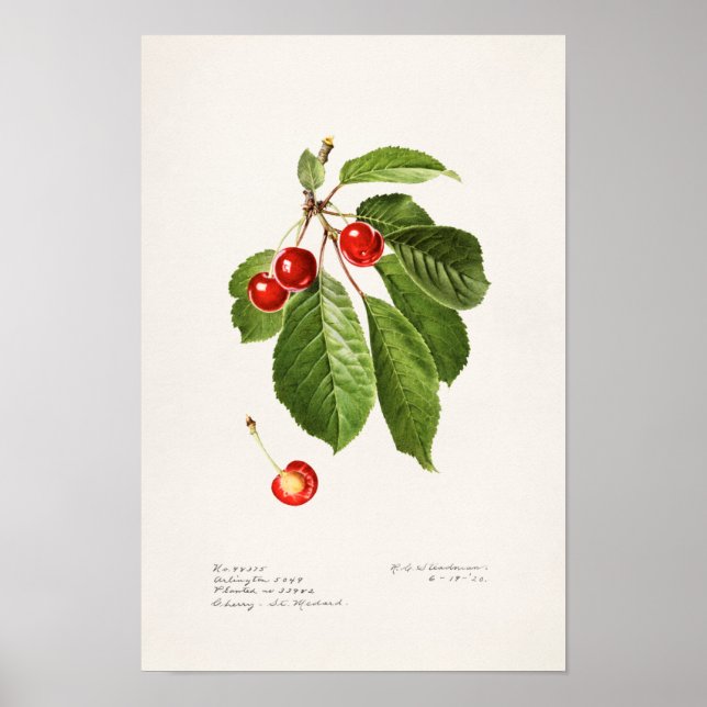 Póster Cubierta acuática de frutas (Prunus Avium) (Frente)