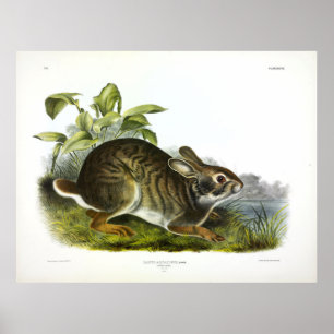 Póster Cubierta de ciénaga (Conejo de ciénaga) por Audubo