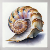 Cubierta de la concha crowia en poster de acuarela