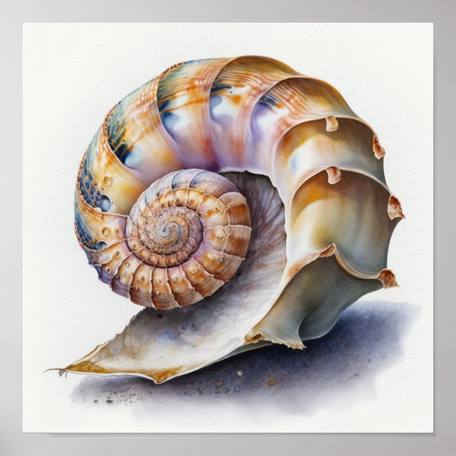 Póster Cubierta de la concha crowia en poster de acuarela (Frente)