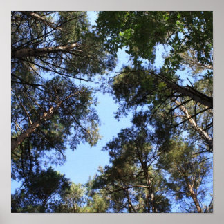 Póster Cubierta de pino