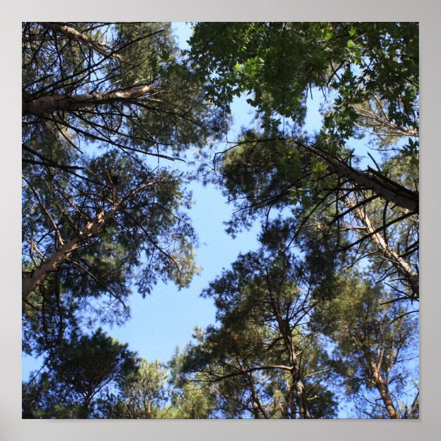 Póster Cubierta de pino (Frente)