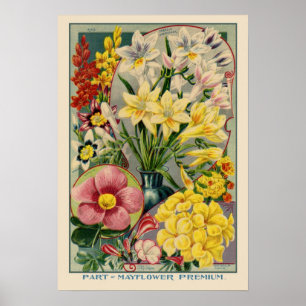 Póster Cubierta de semilla virgen de Mayflower