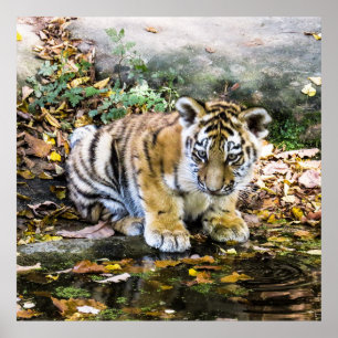 Póster Cubo Adorable del tigre del bebé