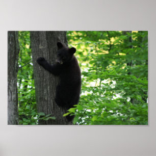 Póster Cubo Cubo De Oso Negro En El Árbol En El Bosque