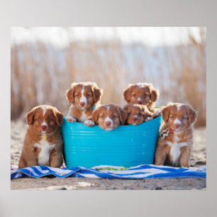 Póster Cubo De Cachorros En La Playa