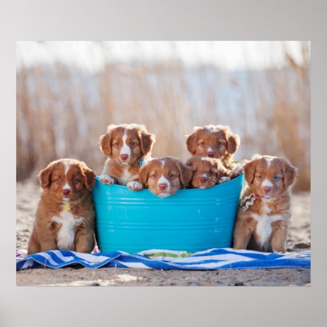 Póster Cubo De Cachorros En La Playa (Frente)