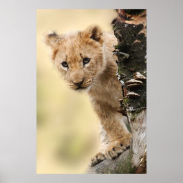 Póster Cubo de león en un árbol en Tanzania