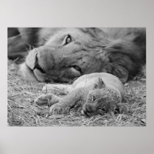 Póster Cubo de león lindo descansando con padre