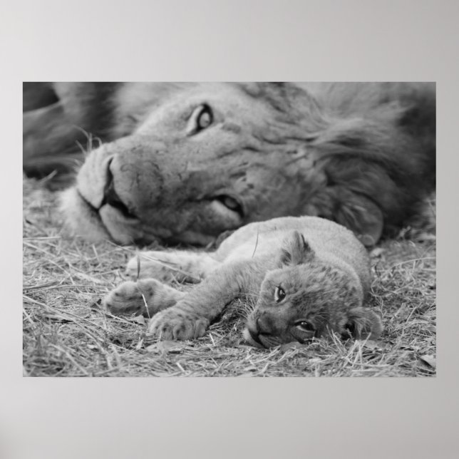 Póster Cubo de león lindo descansando con padre (Frente)