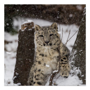 Póster Cubo de leopardo de la nieve