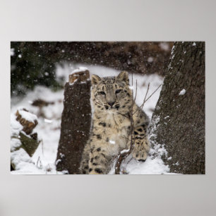 Póster Cubo de leopardo de la nieve