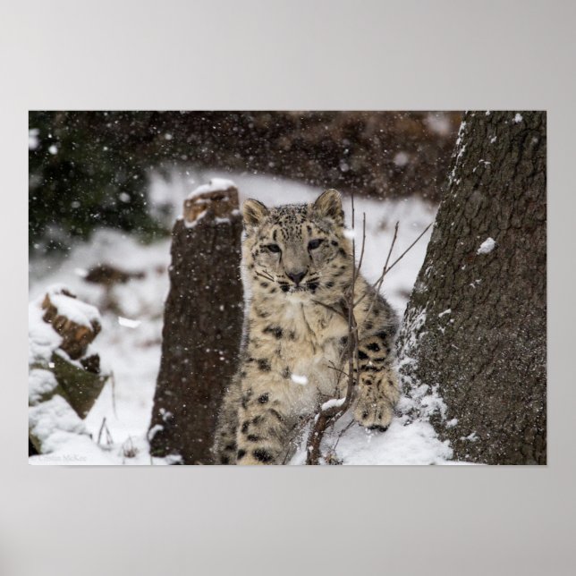 Póster Cubo de leopardo de la nieve (Frente)