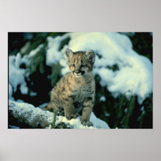 Póster Cubo de leopardo de la nieve