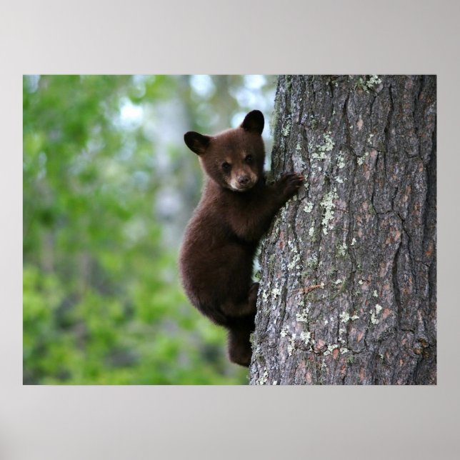 Póster Cubo de oso de escalada (Frente)