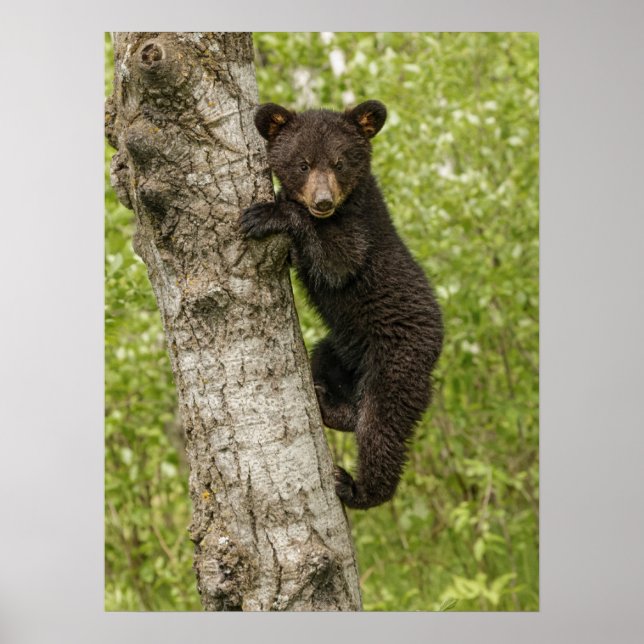 Póster Cubo de oso negro en el árbol (Frente)