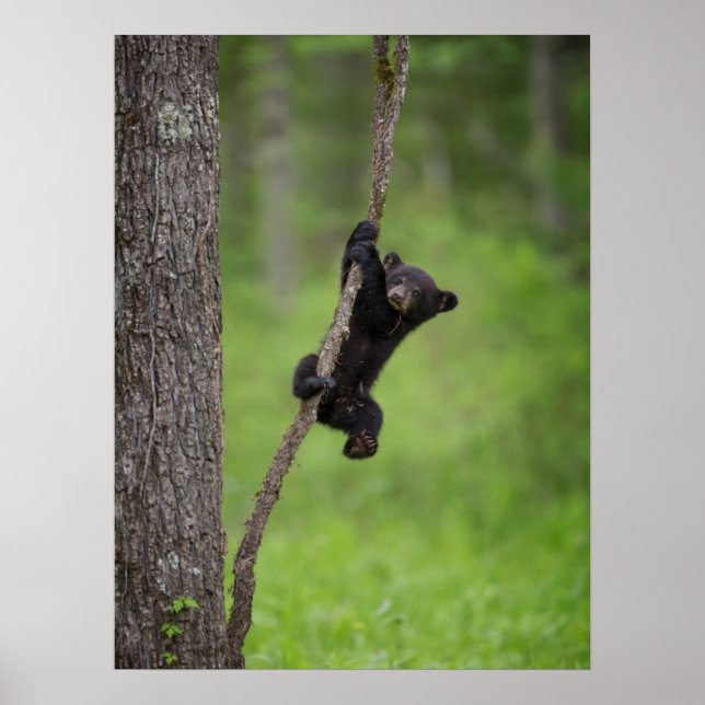 Póster Cubo de oso negro jugando en la extremidad del árb (Frente)