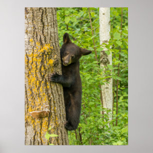 Póster Cubo de oso negro Minnesota