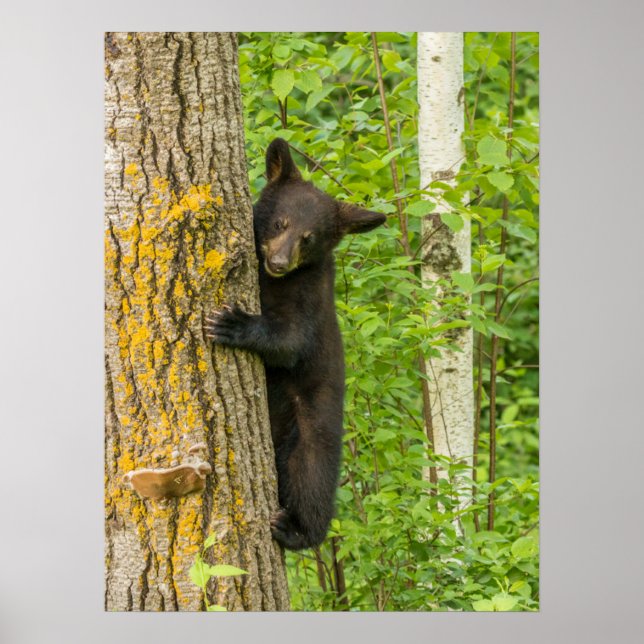 Póster Cubo de oso negro | Minnesota (Frente)