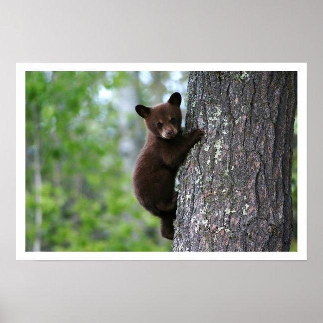 Póster Cubo de oso negro suave escalando un Poster de árb (Frente)