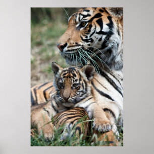 Póster Cubo de tigre