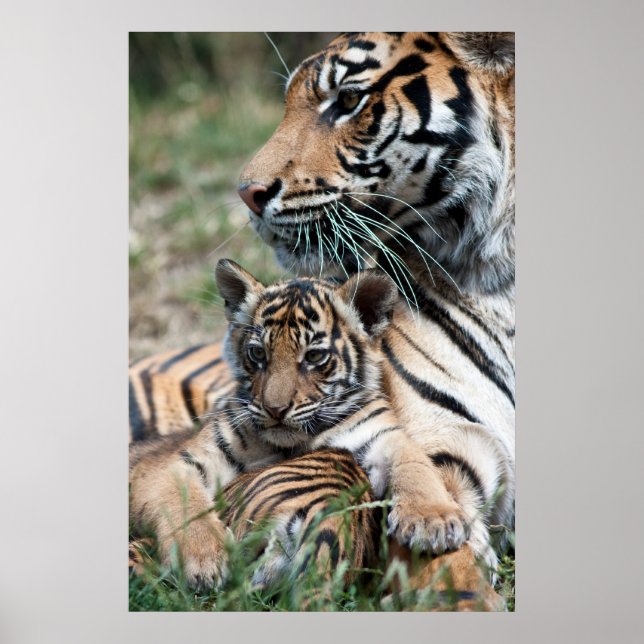 Póster Cubo de tigre (Frente)