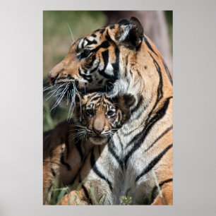 Póster Cubo de tigre