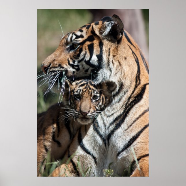 Póster Cubo de tigre (Frente)