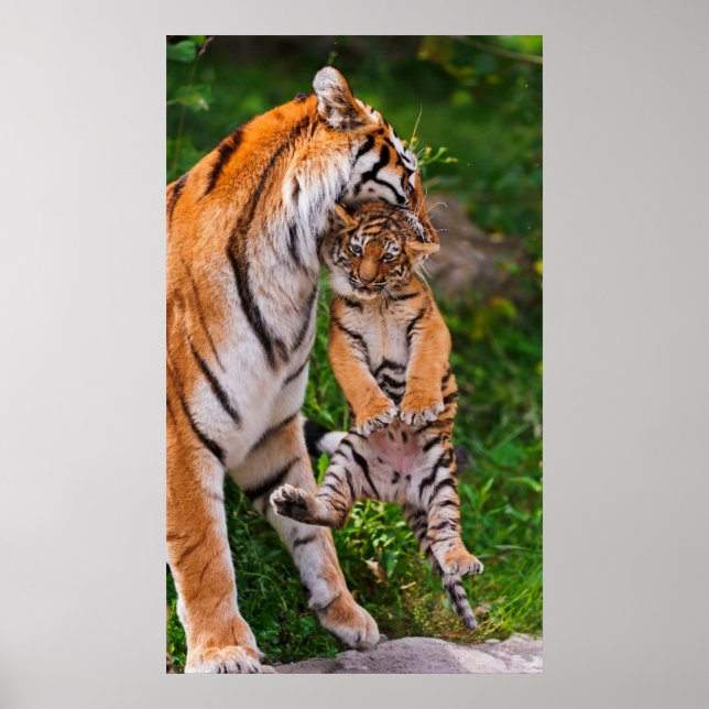 Póster Cubo de tigre (Frente)