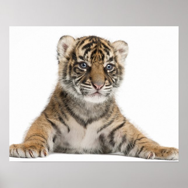 Póster Cubo de tigre de Sumatra (Frente)