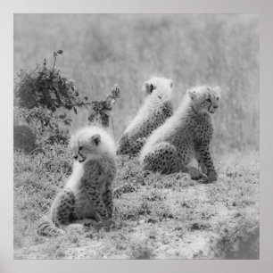 Póster Cubos de chita