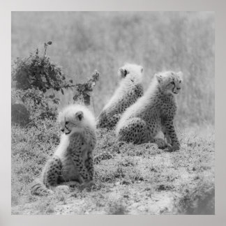 Póster Cubos de chita