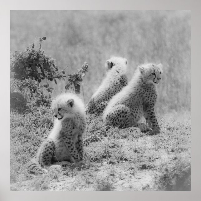 Póster Cubos de chita (Frente)